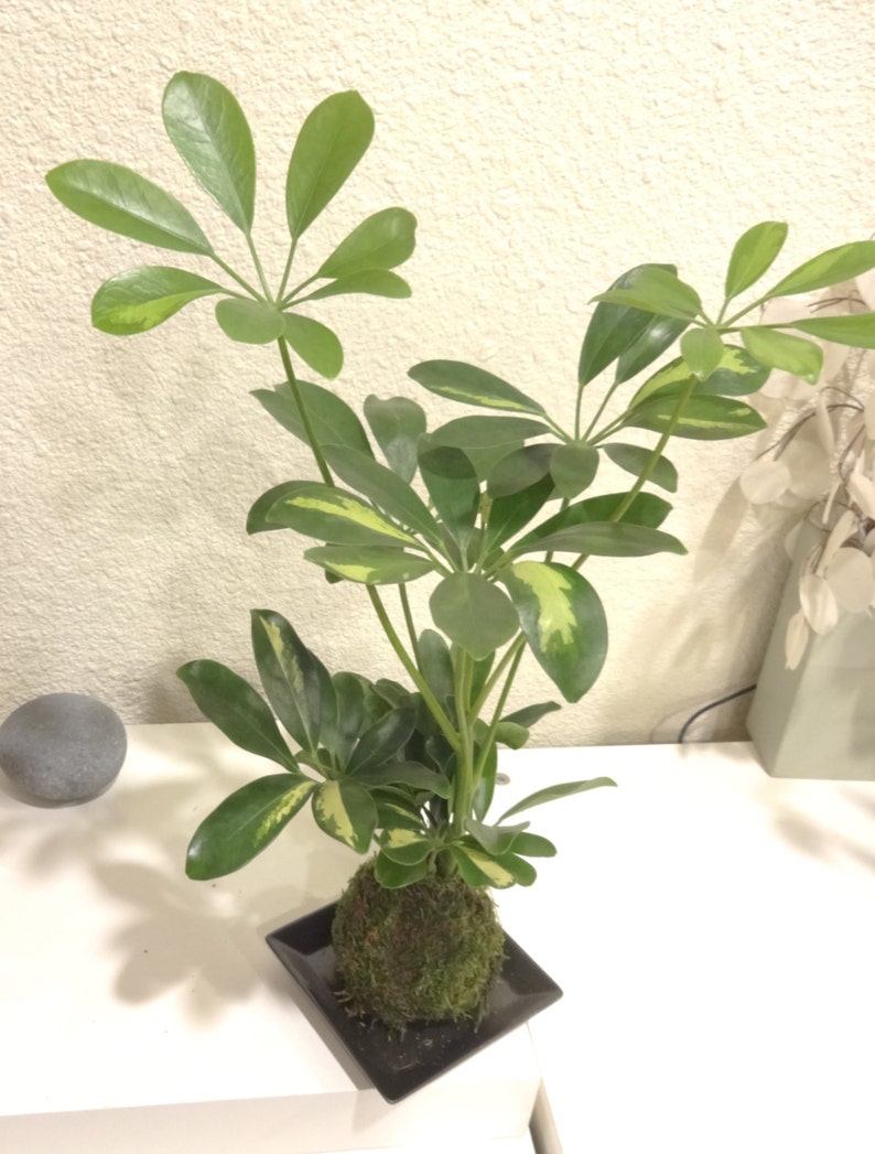 Puede incluir: Un Kokedama, planta japonesa de bola de musgo, con una Schefflera de hojas verdes y verde-amarillas variegadas. La planta se presenta en un peque&ntilde;o plato cuadrado negro. Las hojas son de un verde vibrante.