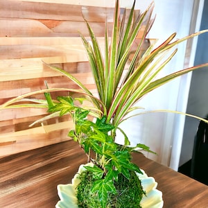 Dracaena Marginata with Ivy Kokedama - Great color combo!