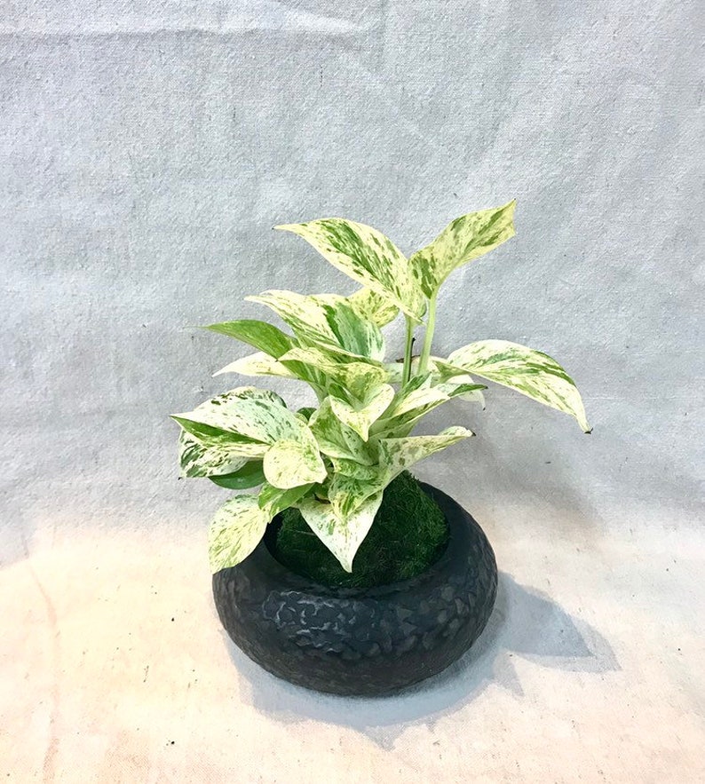 KodamaForest Marble Queen Pothos Kokedama - Thumbnail 3