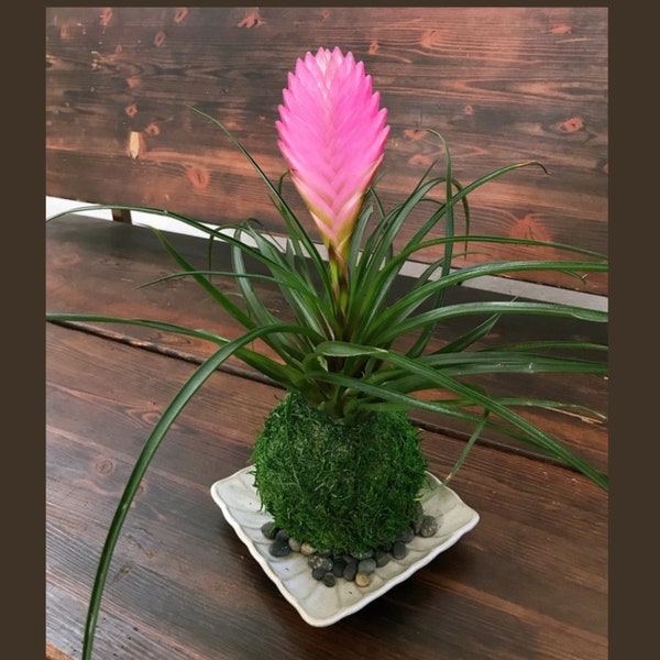 Pink Quill, Tillandsia cyanea Kokedama - Moss ball with stunning Pink Quill plant. Great gift for any occasion!