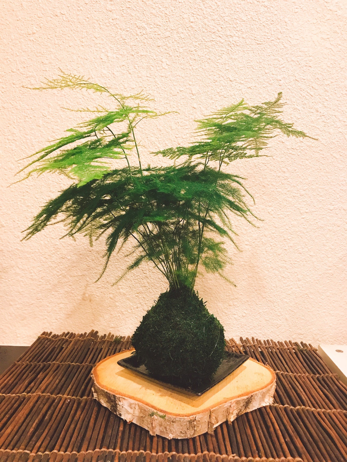 Medium Size Asparagus Fern Kokedama Bonsai Moss Ball Etsy