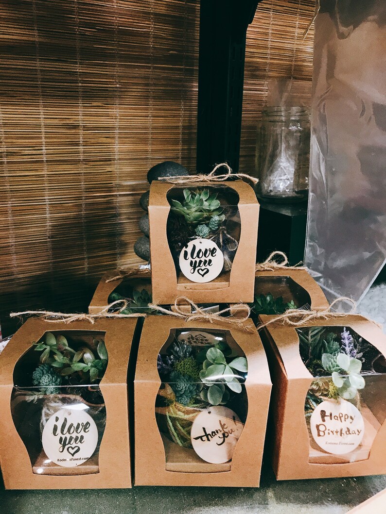 Moss ball with assorted succulents in the giftbox. Gift box mini kokedama