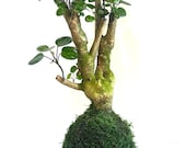 Fabian aralia stump (approx 7" diameter x 20" tall) Kokedama - Feel the forest at your home!