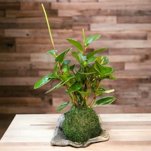 May include: A green plant with long, thin stems and small, oval leaves growing in a moss ball. The moss ball is in a gray, decorative pot.