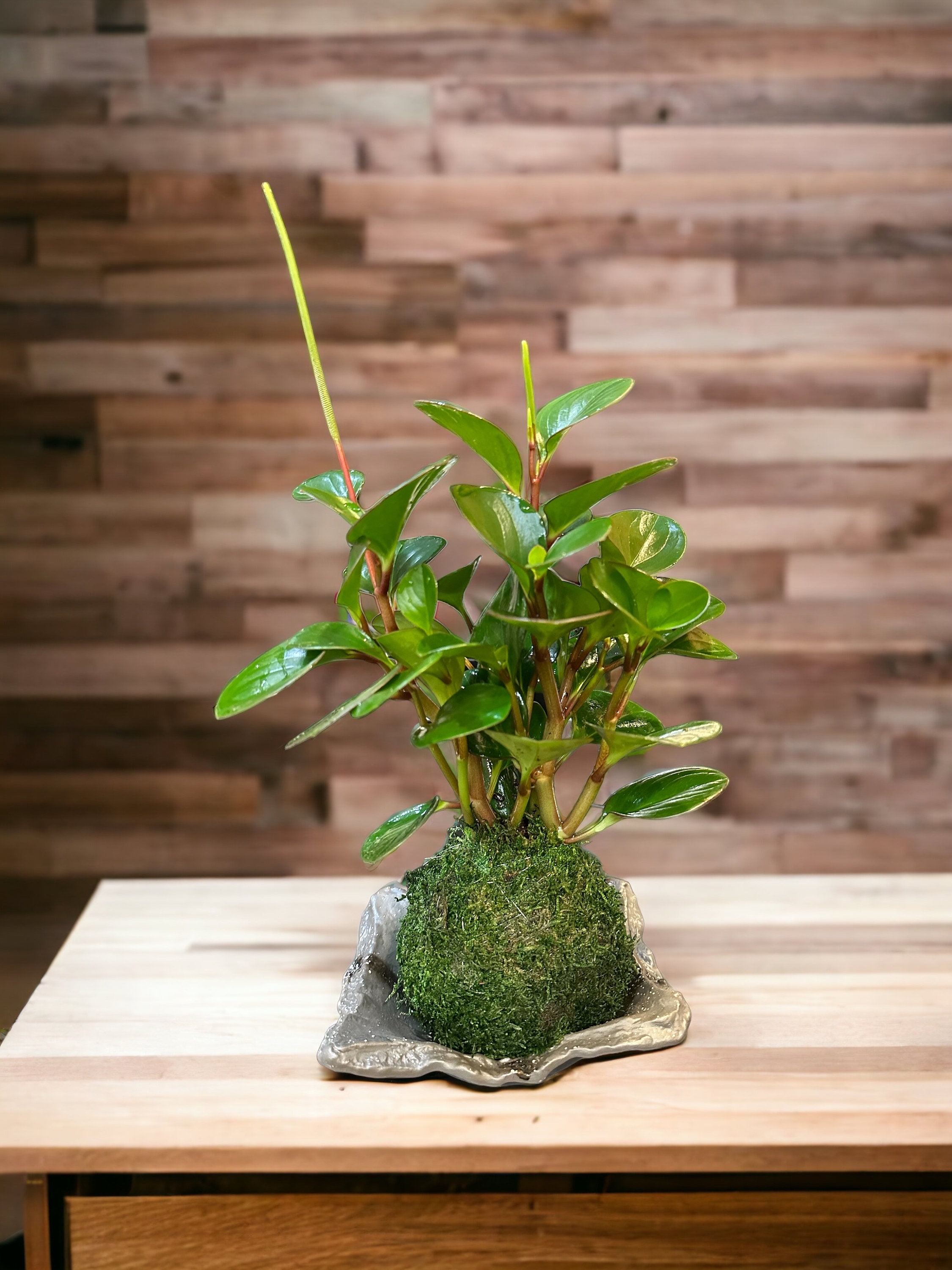 Buy Dn Enterprises Green Bonsai Artificial Tree Plant With Pot For Home  Decor Mini Decorative Office Indoor Décor Online at Best Prices in India -  JioMart.