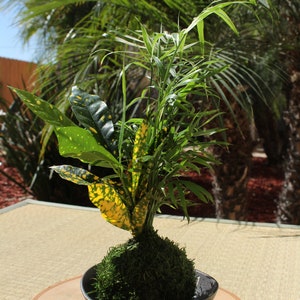 Parlor Palm and Croton arranged Kokedama Moss ball, Living Japanese art, spin off of Bonsai image 5