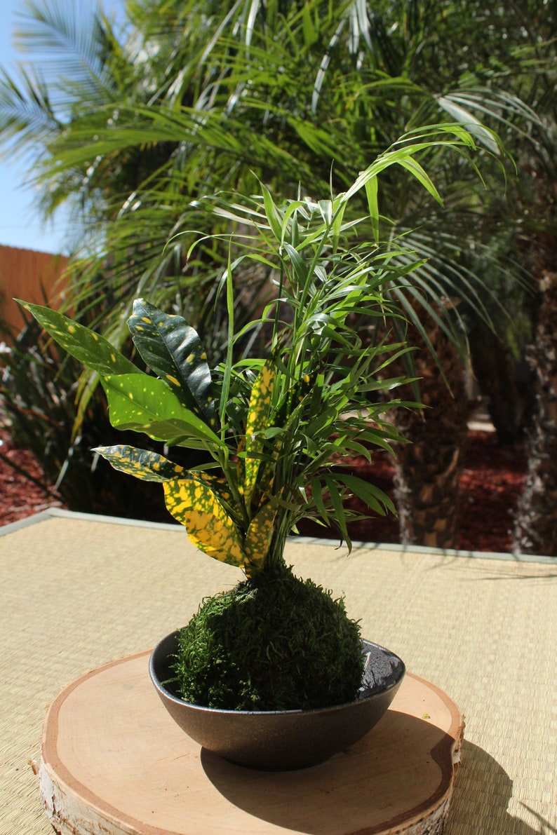 Parlor Palm and Croton arranged Kokedama Moss ball, Living Japanese art, spin off of Bonsai image 5