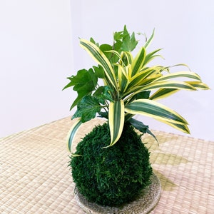 Arranged Kokedama with Song of india and Ivy Kokedama, Japanese botanical art!