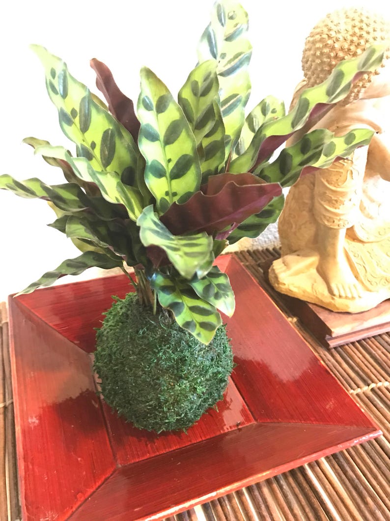 Kokedama Calathea Rattlesnake Japanese house plant decoration Bonsai Moss ball