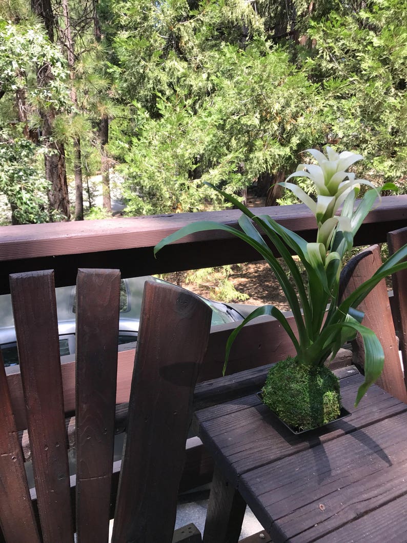 KodamaForest Bromeliad Kokedama