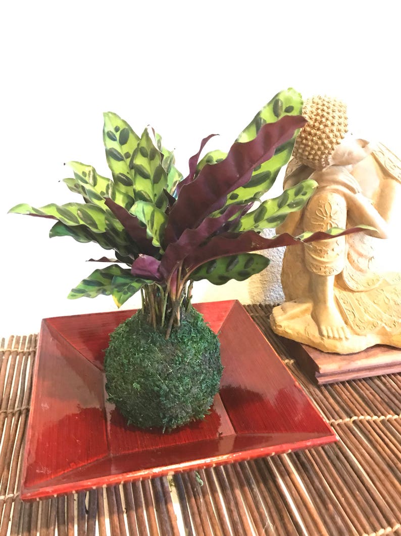 Kokedama Calathea Rattlesnake Japanese house plant decoration Bonsai Moss ball