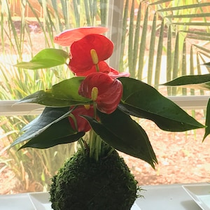 Red Anthurium Kokedama - Bonsai Moss Ball, Anthurium, vivid red color