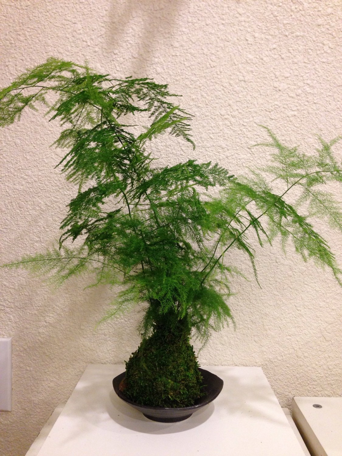 Medium Size Asparagus Fern Kokedama Bonsai Moss Ball Etsy