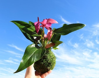 Pink (purple) Anthurium Kokedama - Bonsai Moss Ball, anthrium, beautiful soft purple color. Peaceful, healing, filles with love gift.