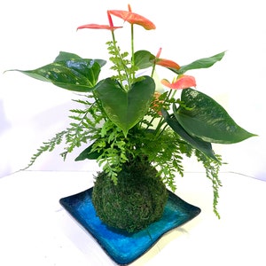 For Mother’s Day!!!  Medium - Anthurium and Fern kokedama -- Bonsai Moss ball -  house decor with Japanese technique plants!