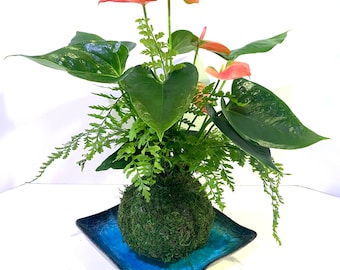 For Mother’s Day!!!  Medium - Anthurium and Fern kokedama -- Bonsai Moss ball -  house decor with Japanese technique plants!