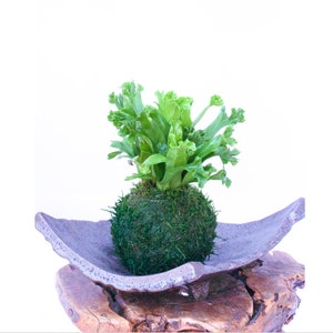 May include: A Kokedama, a Japanese moss ball, featuring a vibrant green plant. The plant sits atop a moss-covered sphere, presented on a gray ceramic dish, and a wooden base. The background is white.