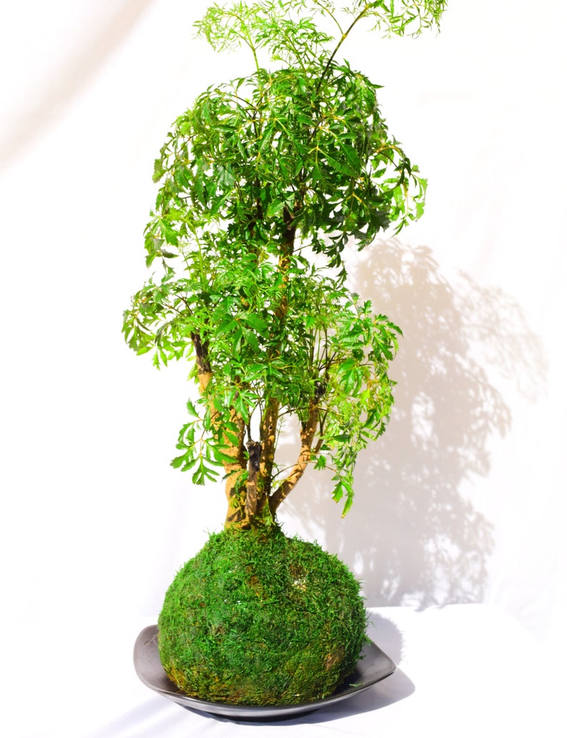 KodamaForest Ming Aralia Kokedama