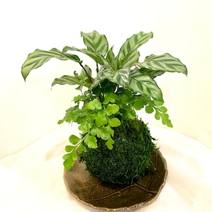 Calathea and Austral Gem Fern Combo Kokedama - Bonsai Moss ball - Japanese house plant decoration