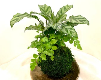 Calathea and Austral Gem Fern Combo Kokedama - Bonsai Moss ball - Japanese house plant decoration