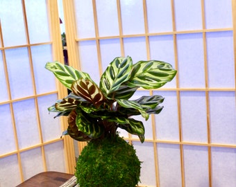 Calathea makoyana Kokedama - Bonsai Moss ball - Japanese house plant decoration