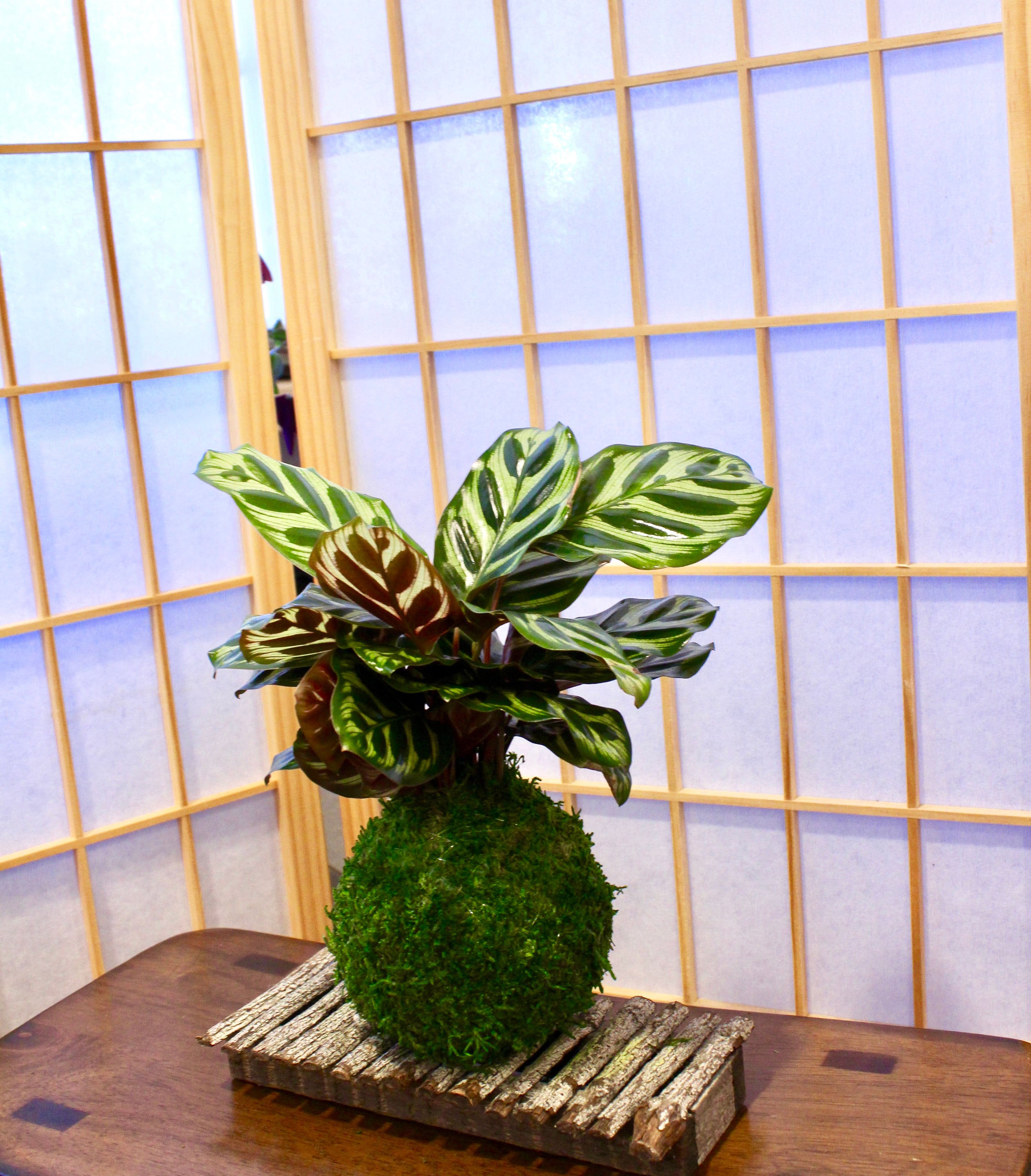 Calathea Seeds 100 Pcs Colourful - Balcony Bonsai Potted Plant, Easy To  Grow Indoor Flowers For Garden Decor Potted Bonsai Flower Seeds