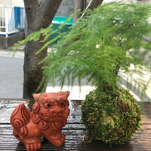 Pu&ograve; includere: Una statua di Shisa color terracotta con dettagli minuziosi, accanto a una palla di muschio Kokedama con una pianta verde. Gli oggetti sono su una superficie di legno scuro, con un albero e una scena stradale sullo sfondo.