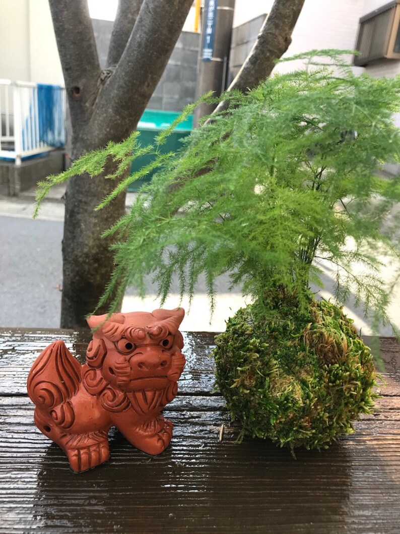 Pu&ograve; includere: Una statua di Shisa color terracotta con dettagli minuziosi, accanto a una palla di muschio Kokedama con una pianta verde. Gli oggetti sono su una superficie di legno scuro, con un albero e una scena stradale sullo sfondo.