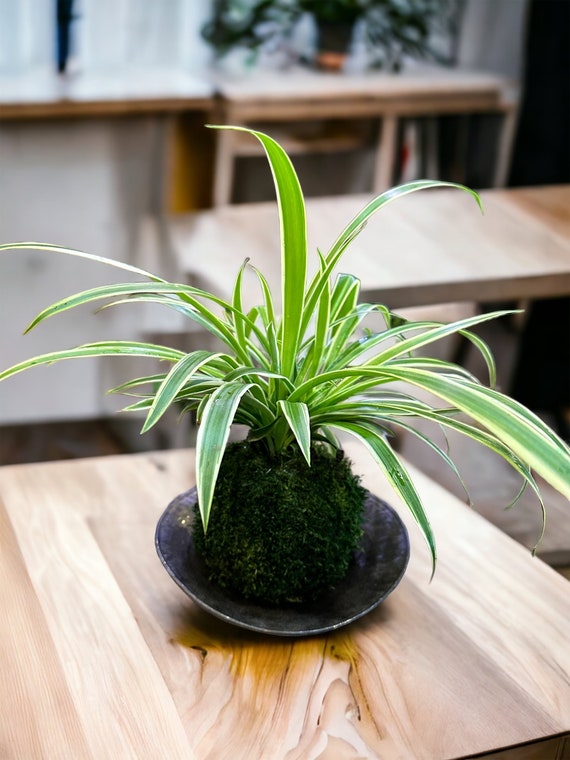 Kokedama Moss Ball Plant, Table Top Style