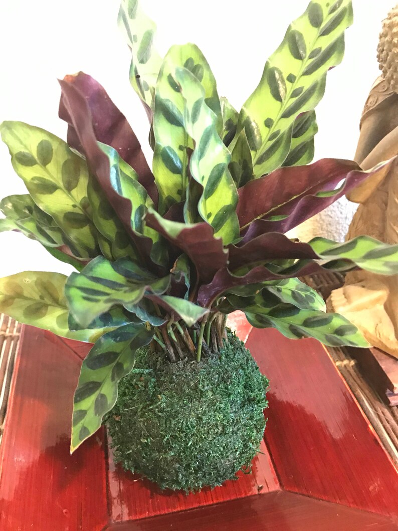 Kokedama Calathea Rattlesnake Japanese house plant decoration Bonsai Moss ball
