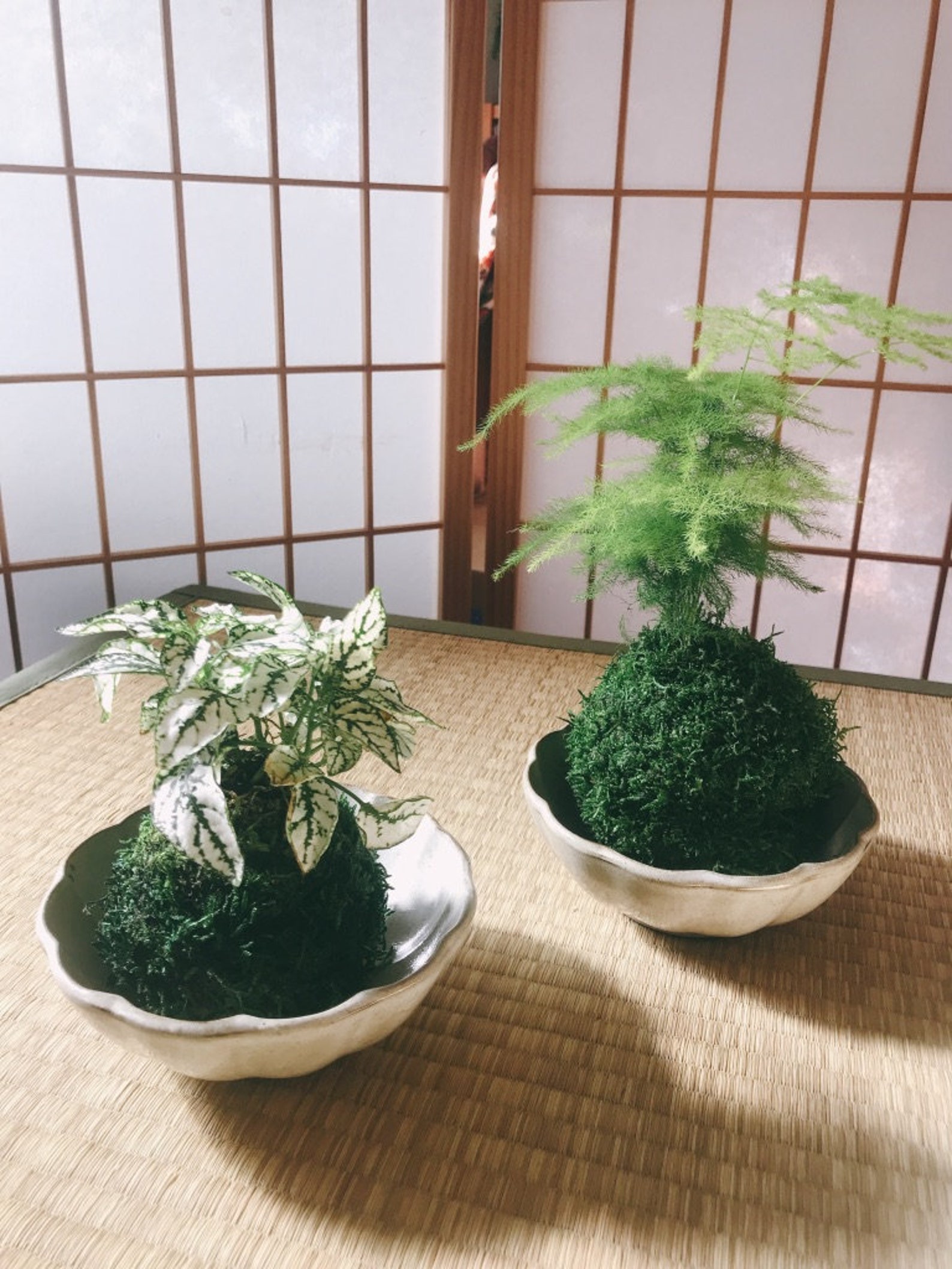 Small Asparagus Fern Kokedama Bonsai Moss Ball. Attractive Etsy