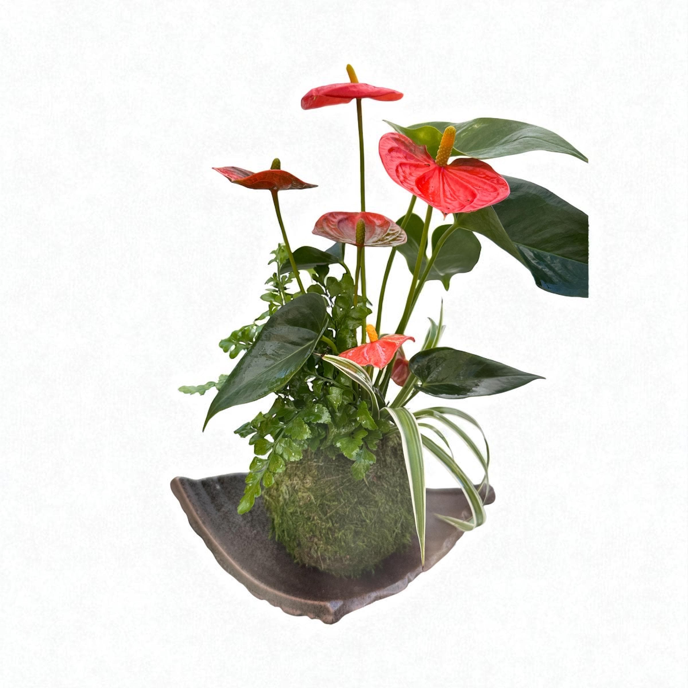 Arranged Anthurium Ikebana Style With Maya Palm or Parlor Palm and