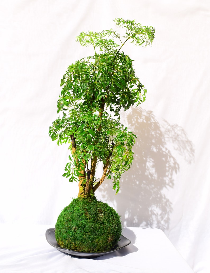 KodamaForest Ming Aralia Kokedama - Thumbnail 2