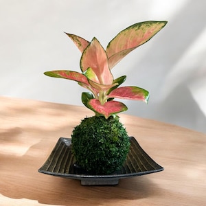 Pink Aglaonema kokedama