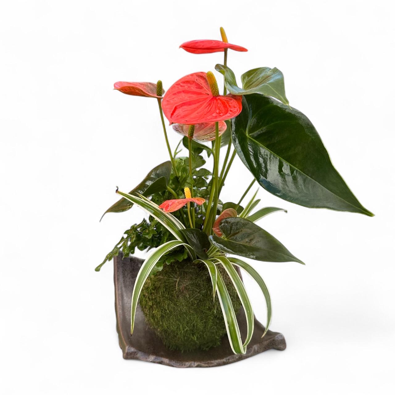 Arranged Anthurium Ikebana Style With Maya Palm or Parlor Palm and