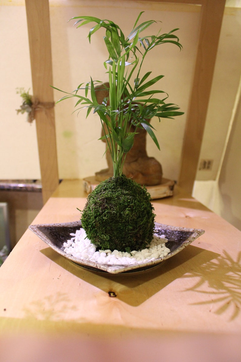 Parlor Palm Kokedama Moss ball Japanese ancient botanical | Etsy