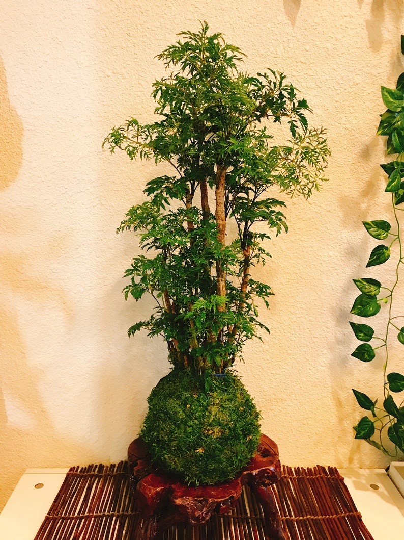 KodamaForest Ming Aralia Kokedama - Thumbnail 5