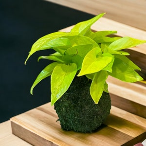 Lime Green Pothos Kokedama - Moss ball - Japanese Living Art