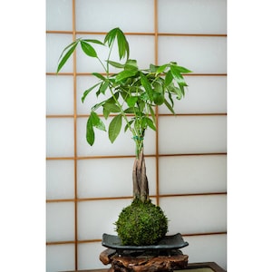 Money Tree, Pachira Kokedama - Last long ever green lucky plant. Moss ball, Feng Sui Lucky Plant, Bring you prosperity.