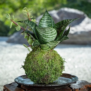 Bird's Nest Sansevieria, Hahnii,  Kokedama - Moss ball,  Best houseplant to improve indoor air quality. Drought tolerant plant!