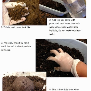 Kokedama DIY Kit will mix soils for your desired plants image 3