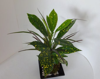 Kokedama - Moss ball with mixed DRACAENA MARGINATA