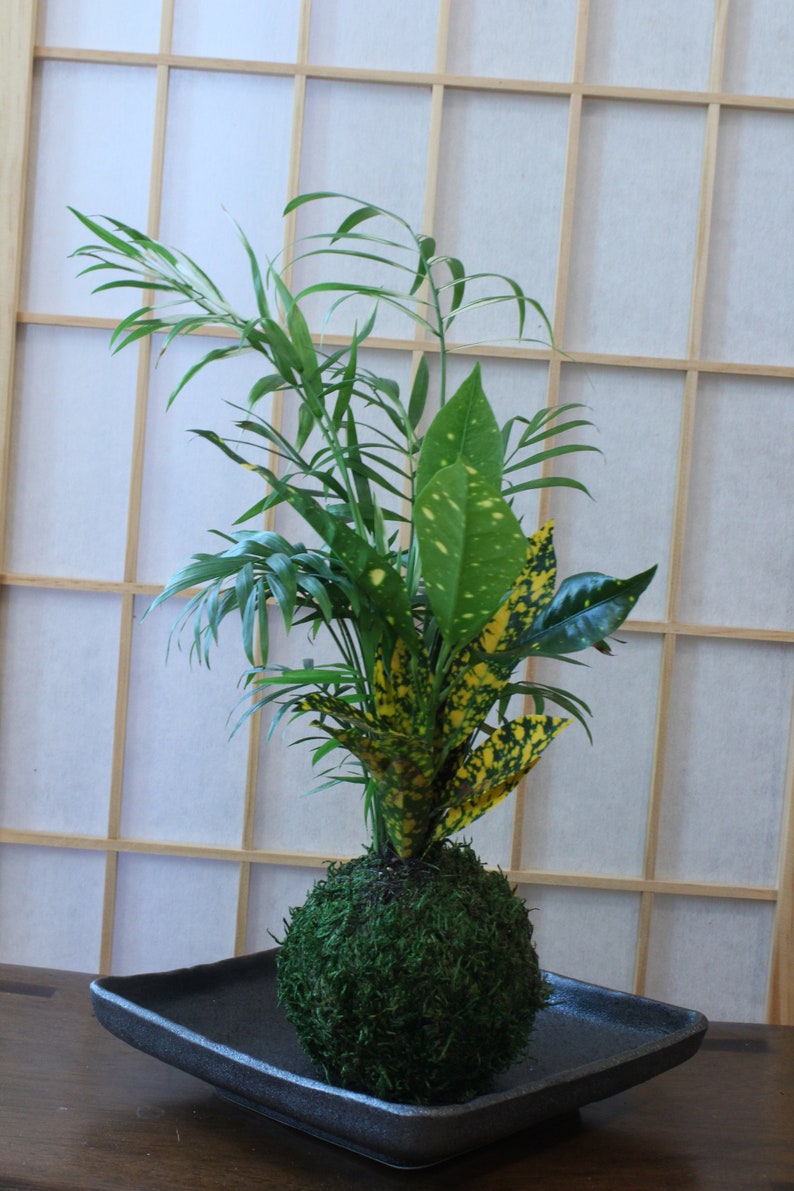 Parlor Palm and Croton arranged Kokedama Moss ball, Living Japanese art, spin off of Bonsai image 3