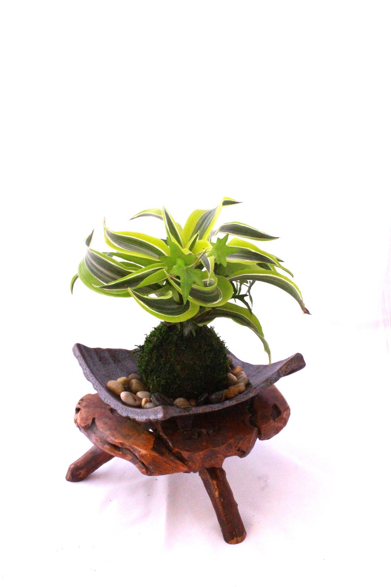 Arranged Kokedama with Lemon Lime Warneckii Dracaena and Ivy Kokedama, Japanese botanical art image 4