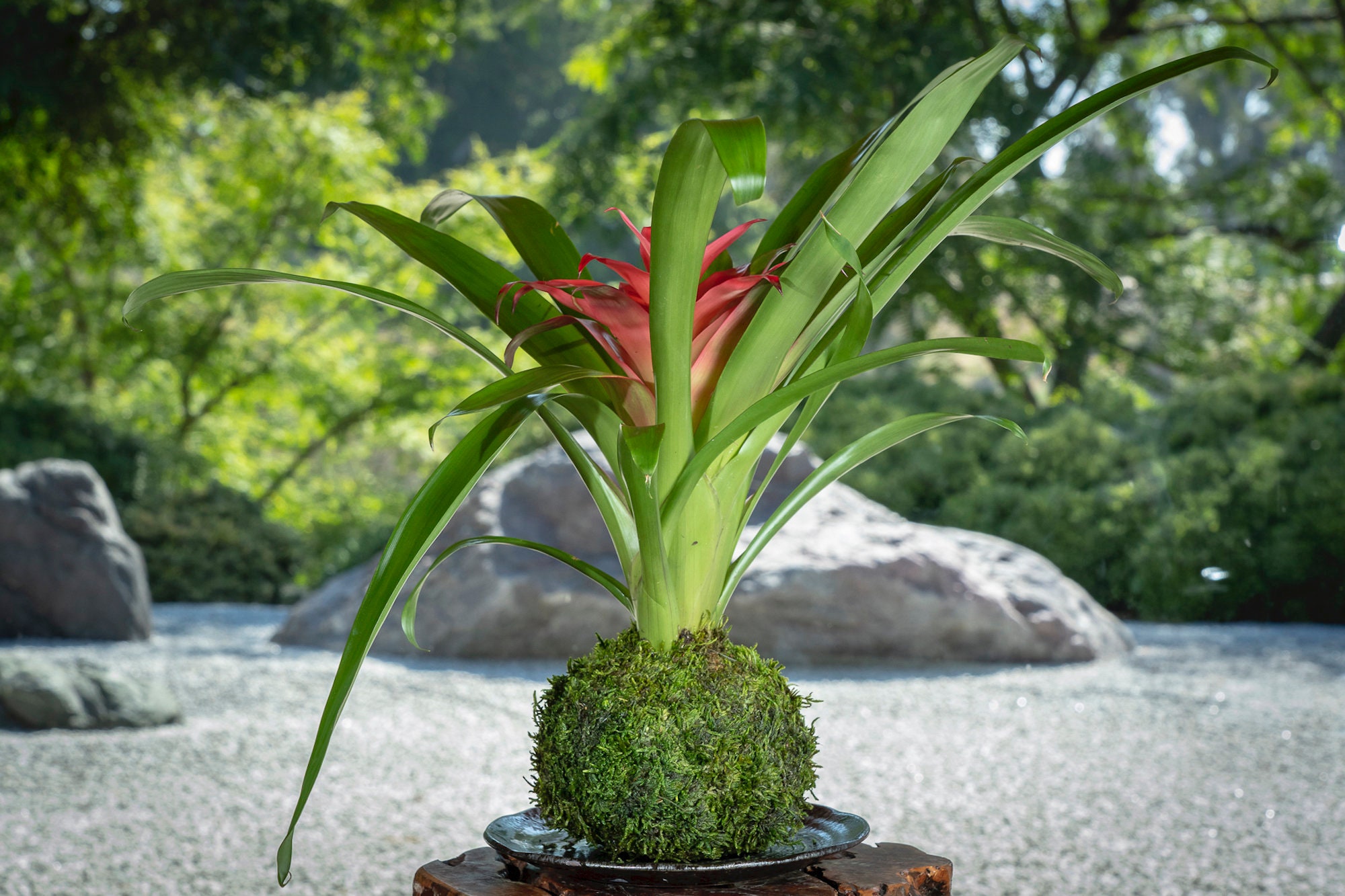 Kokedama - Moss Ball, Lovely Pink Bromeliad, Guzmania! - Etsy