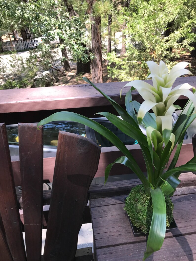 KodamaForest Bromeliad Kokedama - Thumbnail 3