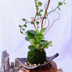 Puede incluir: Un kokedama, una bola de musgo japonesa, con follaje verde y hiedra creciendo en un soporte de madera con tres patas. El kokedama est&aacute; en un plato de cer&aacute;mica con peque&ntilde;as piedras blancas.