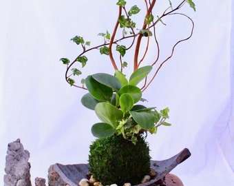 Arranged Kokedama with peperomia and ivy, Japanese traditional indoor moss ball garden