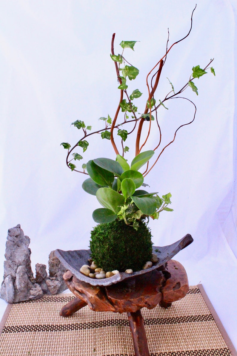 Puede incluir: Un kokedama, una bola de musgo japonesa, con follaje verde y hiedra creciendo en un soporte de madera con tres patas. El kokedama est&aacute; en un plato de cer&aacute;mica con peque&ntilde;as piedras blancas.