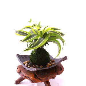 Arranged Kokedama with Lemon Lime Warneckii Dracaena and Ivy Kokedama, Japanese botanical art image 3